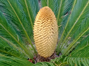 Ancora una Cycas